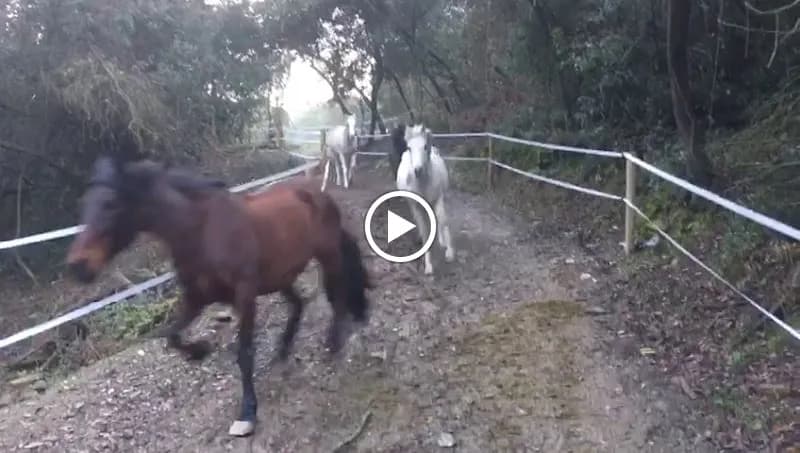 View of HÍPICA PADDOCK ACTIVO COLLSEROLA in Molins de Rei, CT