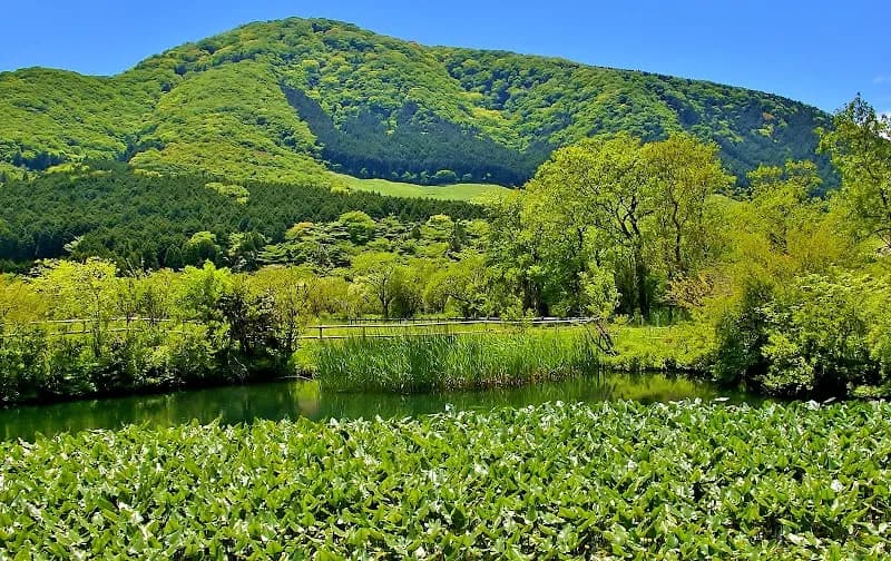 View of Hakone Botanical Garden of Wetlands in Hakone, Kanagawa