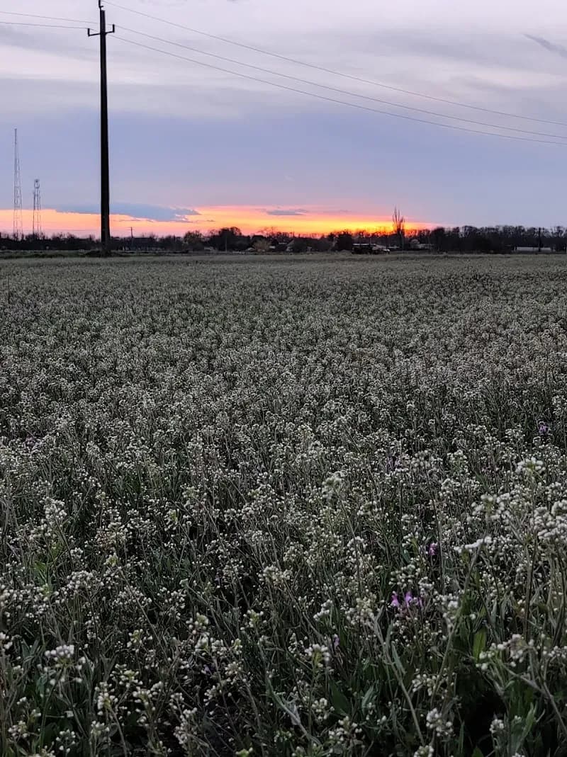 Halásztelek locality in Halásztelek, Budapest