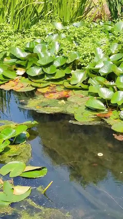 View of Hammersmith Park in Hammersmith, London