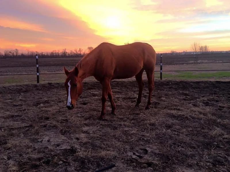 View of Happy Trails Farm in Alexandria, VA