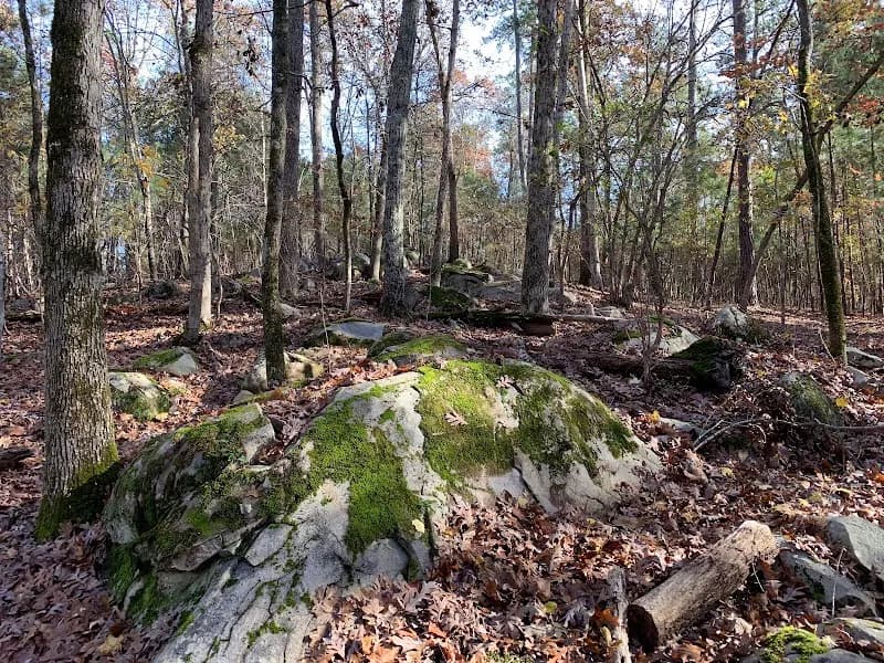 View of Harbison State Forest in Columbia, SC