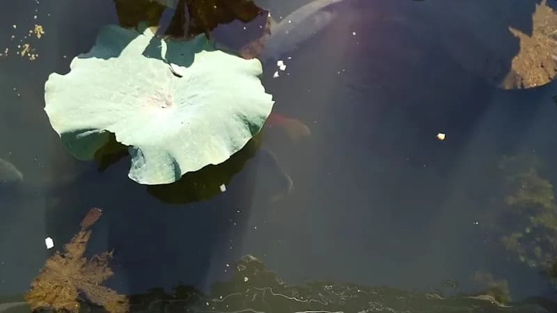 View of Hattori Ryokuchi Park in Osaka, OS