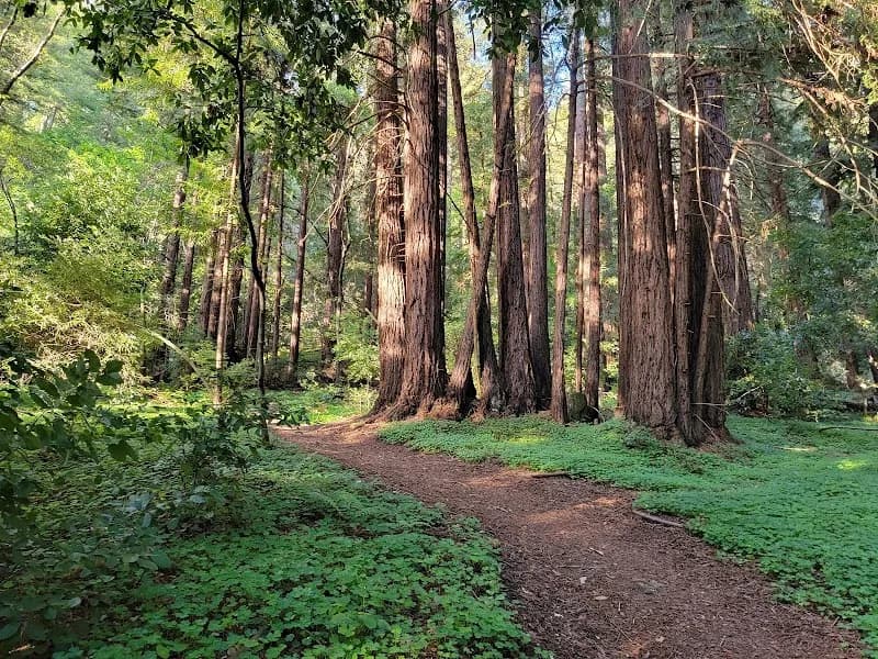 View of Henry Cowell Redwoods State Park in Santa Cruz, CA