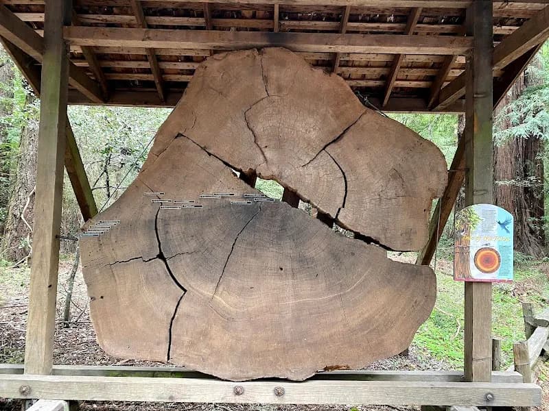 View of Henry Cowell Redwoods State Park in Santa Cruz, CA
