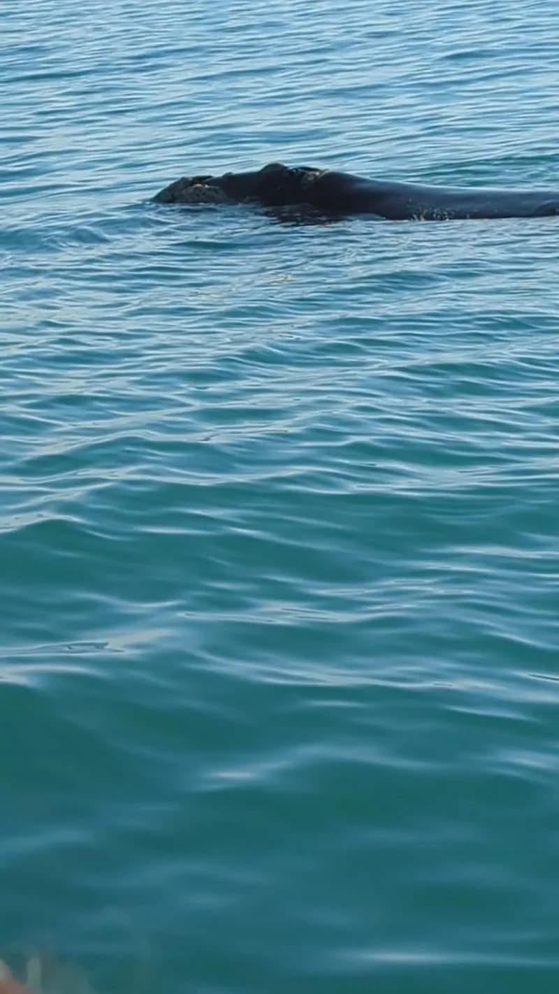 View of Hermanus Whale Cruises in Hermanus, WC