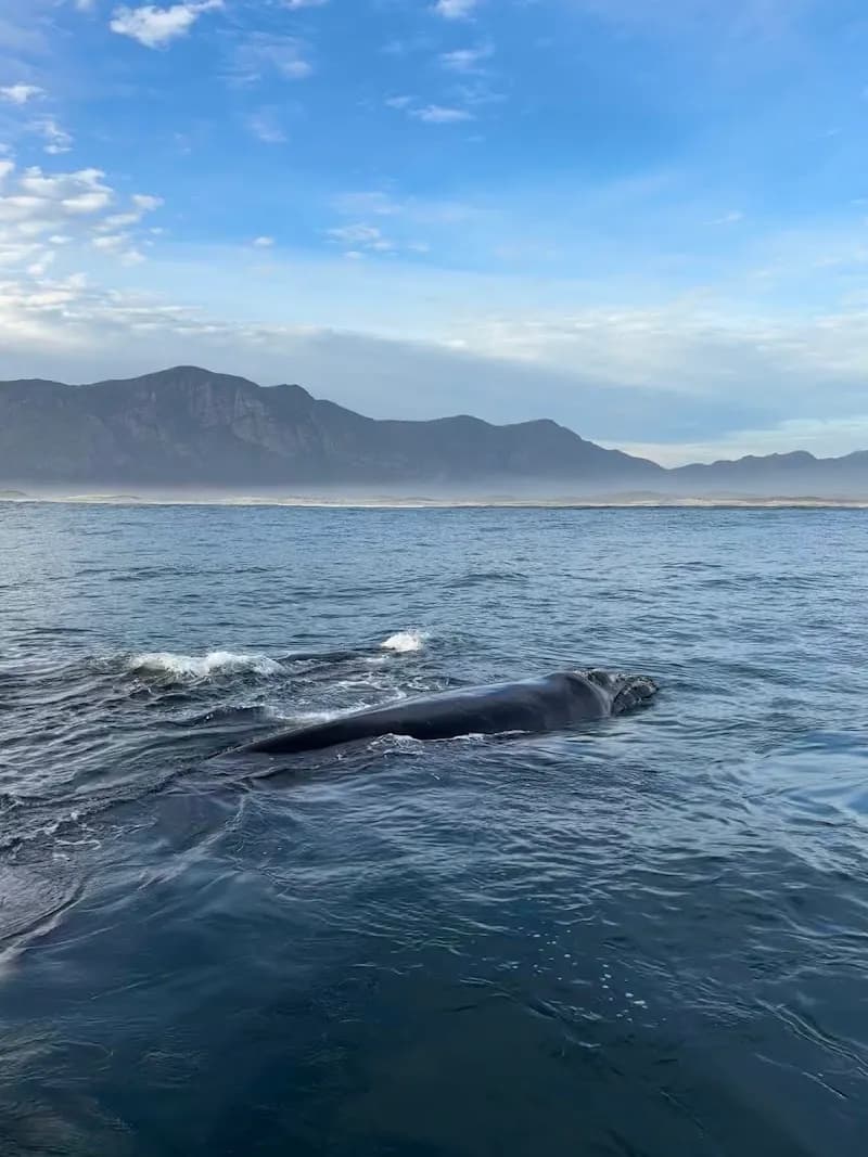 View of Hermanus Whale Cruises in Hermanus, WC