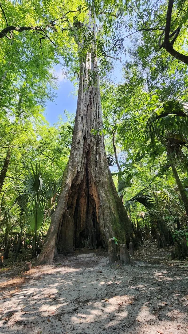 View of Hillsborough River State Park in Temple Terrace, FL