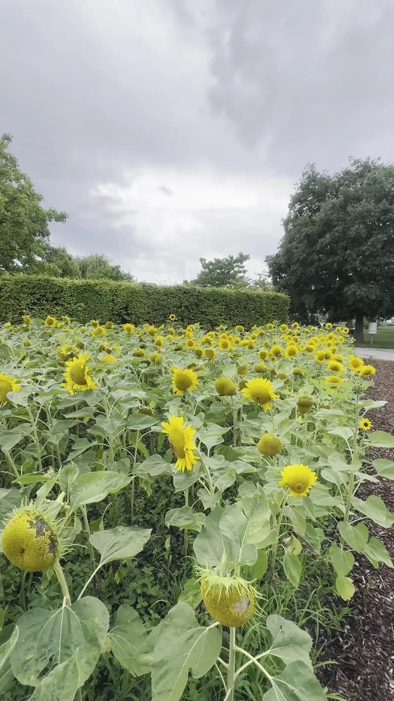 View of Hirschstettner Straße Playground in Hirschstetten, VIE