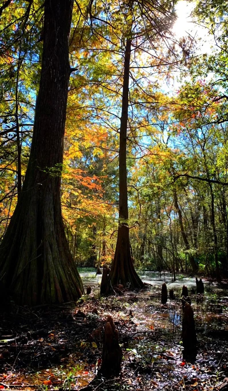 View of Hooper Road Park in Central, LA
