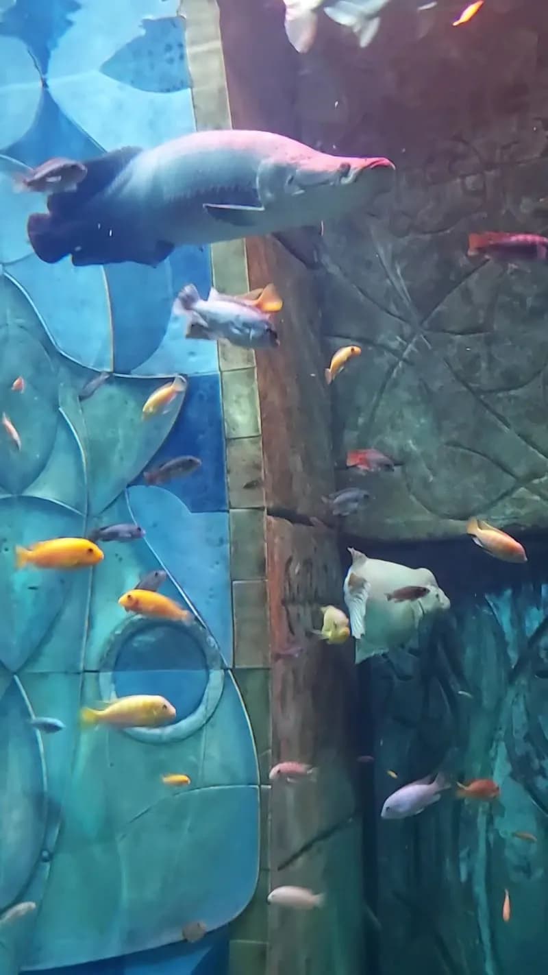 View of Hotel Aquarium - Atlantis, The Palm in Palm Jumeirah, Dubai