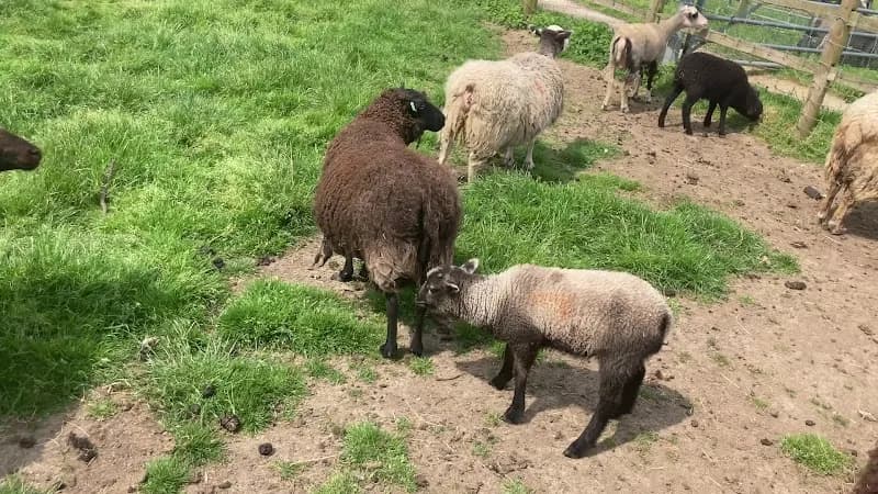 View of Hounslow Urban Farm in Hounslow, London