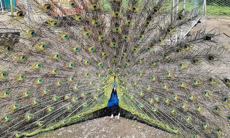 View of Hounslow Urban Farm in Hounslow, London