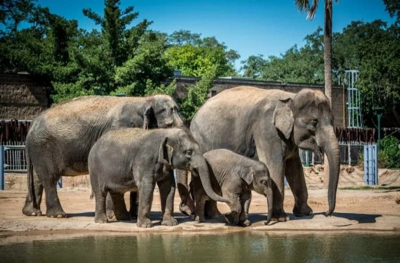 View of Houston Zoo in Houston, TX