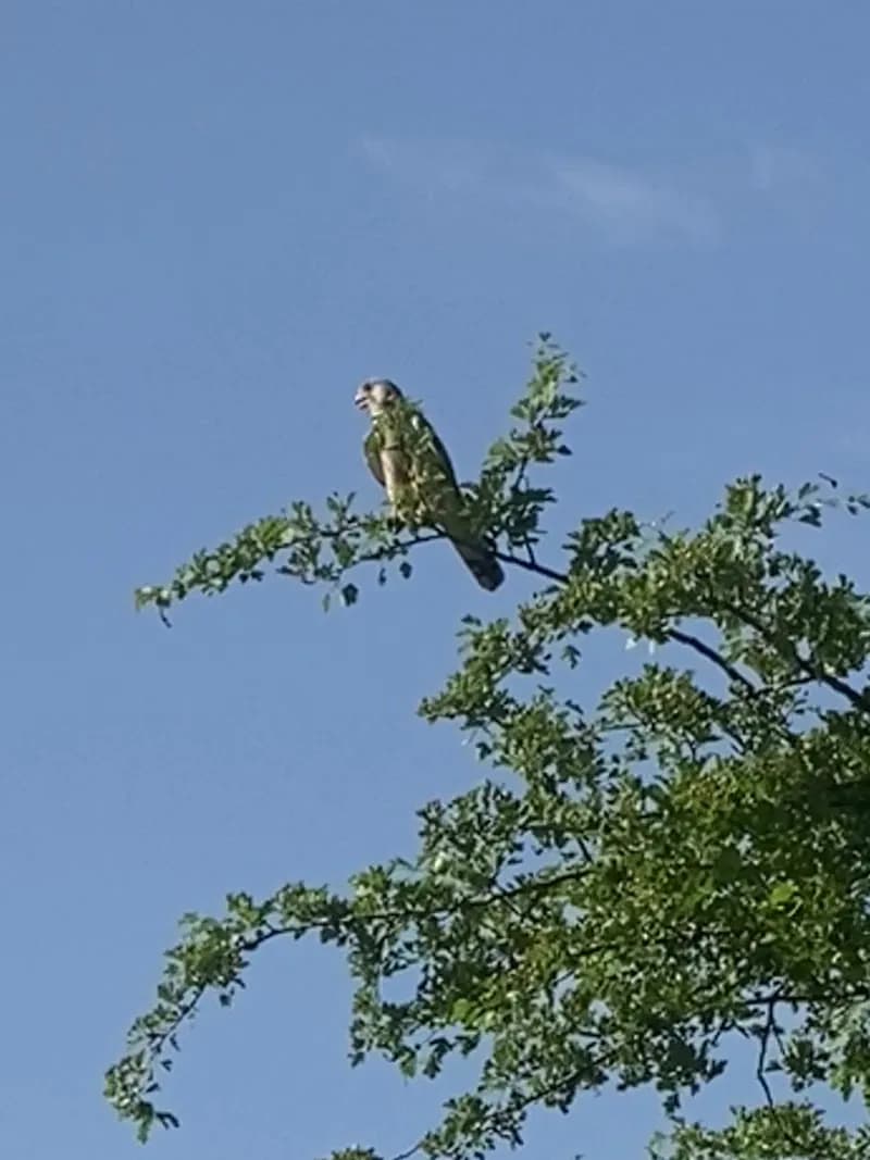 View of Ilkahöhe in Tutzing, BY