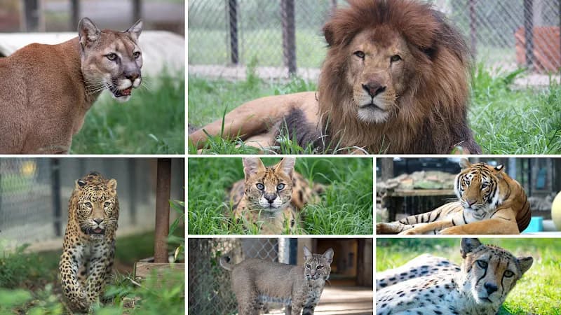In-Sync Exotics Wildlife Rescue & Educational Center tourist attraction in Wylie, TX