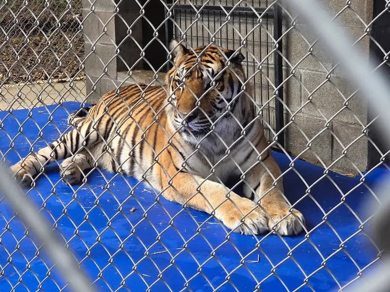 View of In-Sync Exotics Wildlife Rescue & Educational Center in Wylie, TX