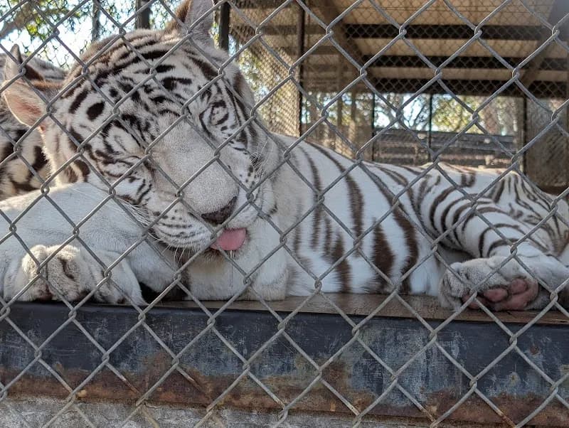 View of In-Sync Exotics Wildlife Rescue & Educational Center in Wylie, TX