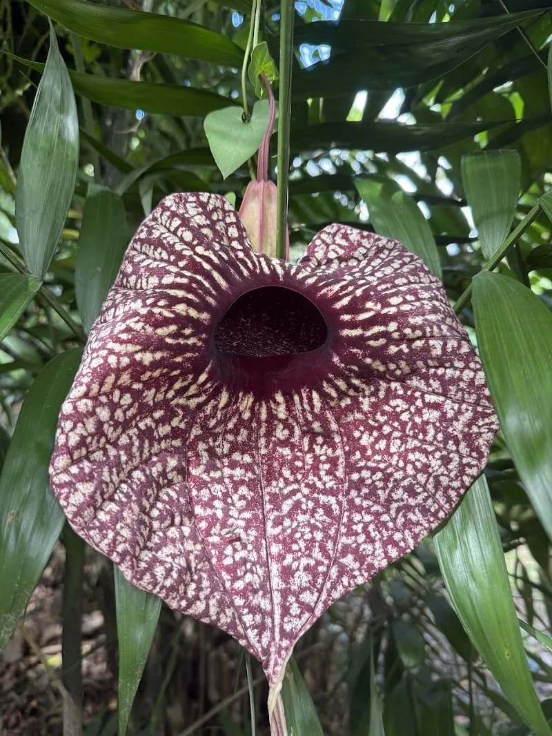 View of INBio Park in Heredia, HD