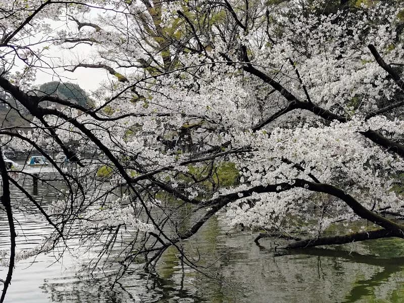 View of Inokashira Park in Musashino, Tokyo