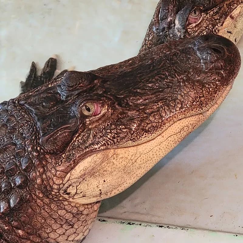 View of Insta-Gator Ranch & Hatchery in Covington, LA