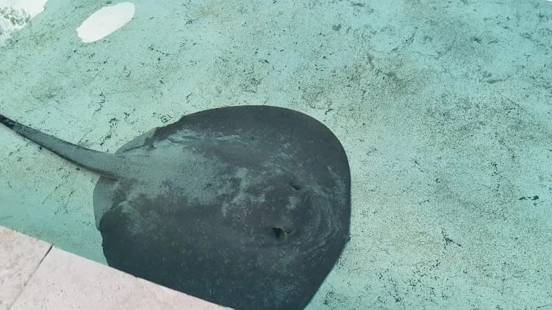 View of Interactive Aquarium Cancún in Cancun, QR