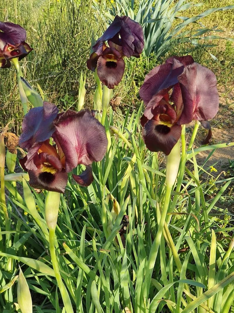 View of Iris Reserve in Netanya, TA