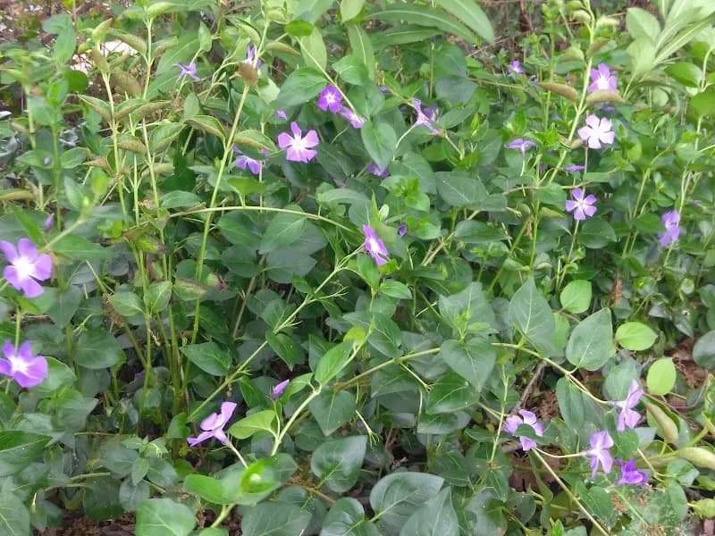 View of Iron Horse Regional Trail in San Ramon, CA