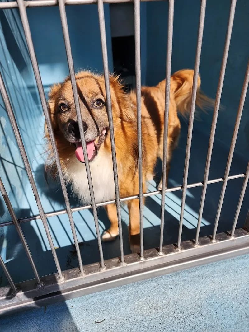 Irvine Animal Care Center pet care in Irvine, CA