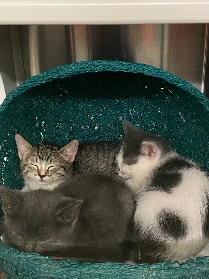 View of Irvine Animal Care Center in Irvine, CA