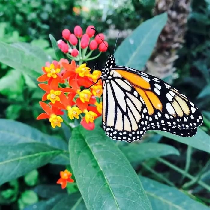 View of Istanbul Butterfly Farm in Istanbul, IST
