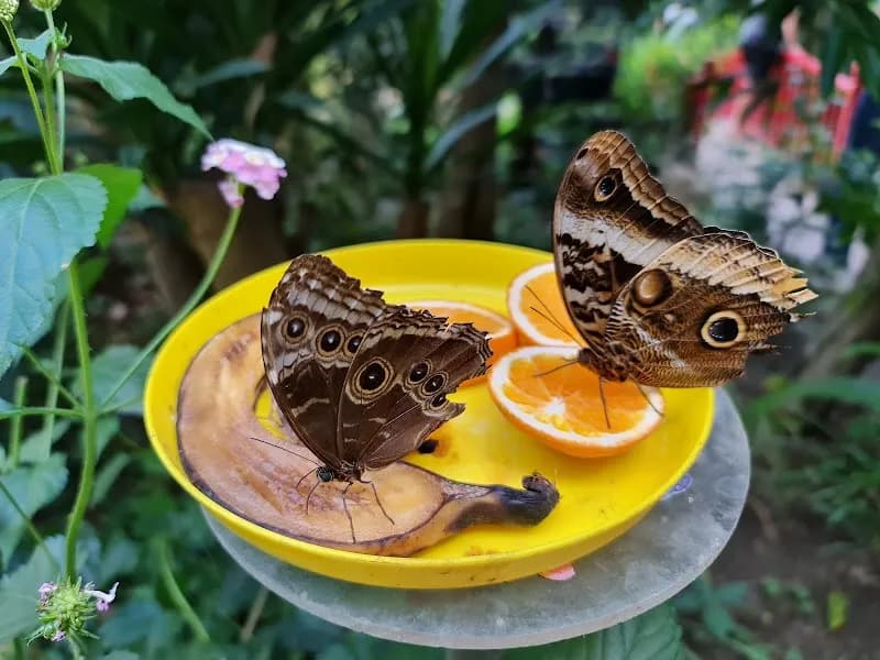 View of Istanbul Butterfly Farm in Istanbul, IST