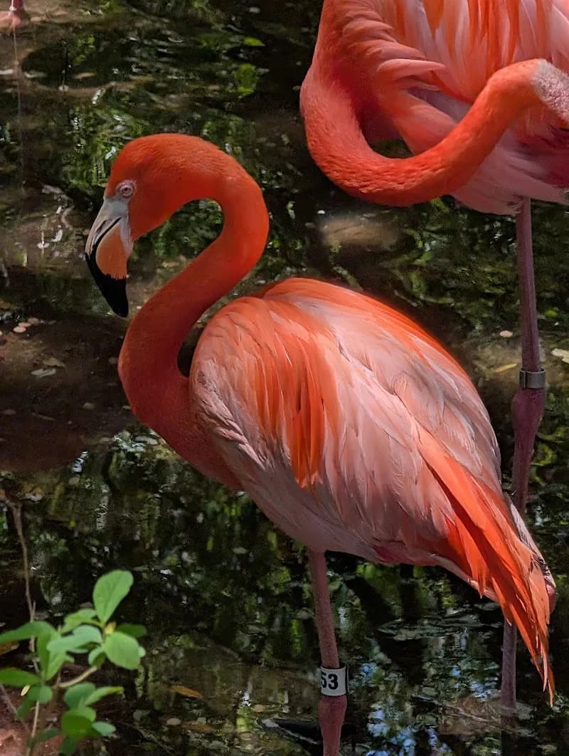 View of Jacksonville Zoo and Botanical Gardens in Jacksonville, FL
