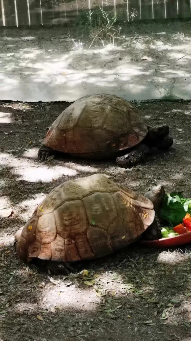View of Jardim Zoológico in Lisbon, LSB