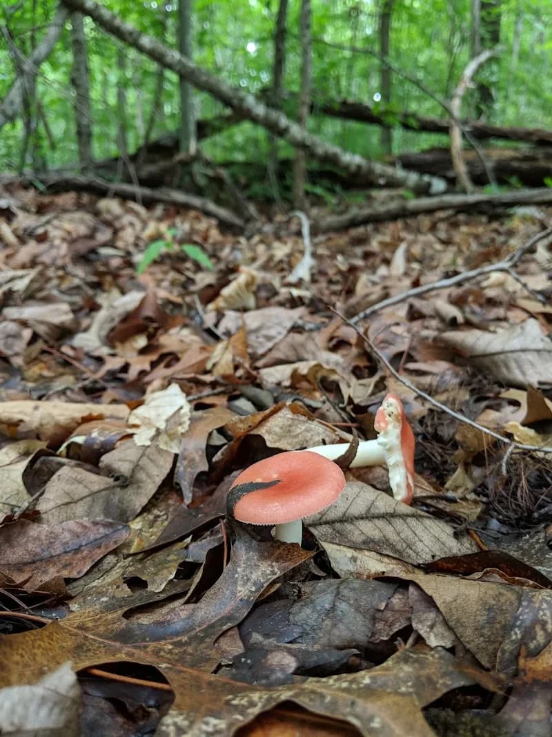 View of Jefferson Park at Dandridge in Dandridge, TN