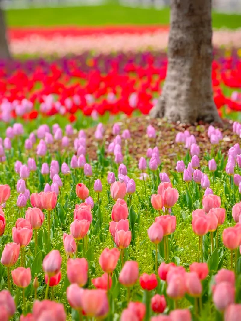 View of Jing'an Park in Jing'an, SH