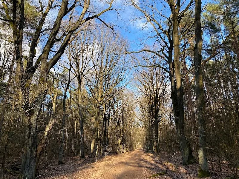 View of Jungfernheide Forst in Oranienburg, BB