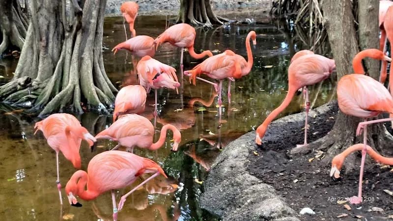 Jungle Island park in Miami, FL
