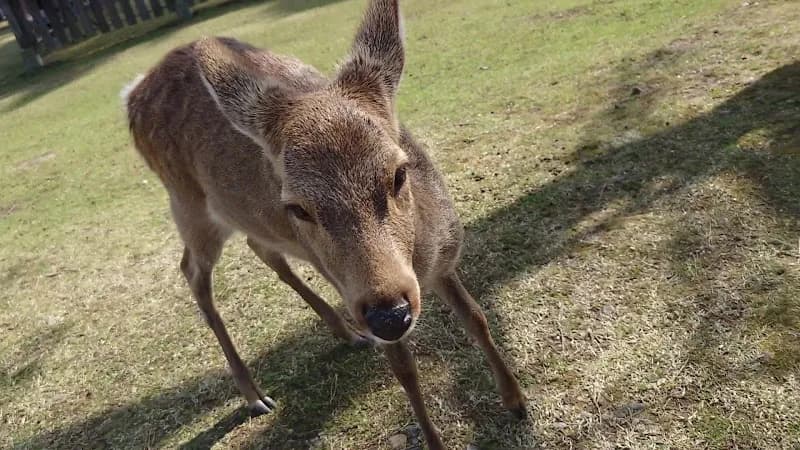 View of Kōfuku-ji in Takatsuki, Osaka