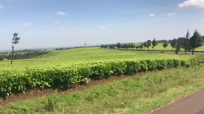 View of KARIRANA ESTATES(Eden Tea) in Limuru, Nairobi