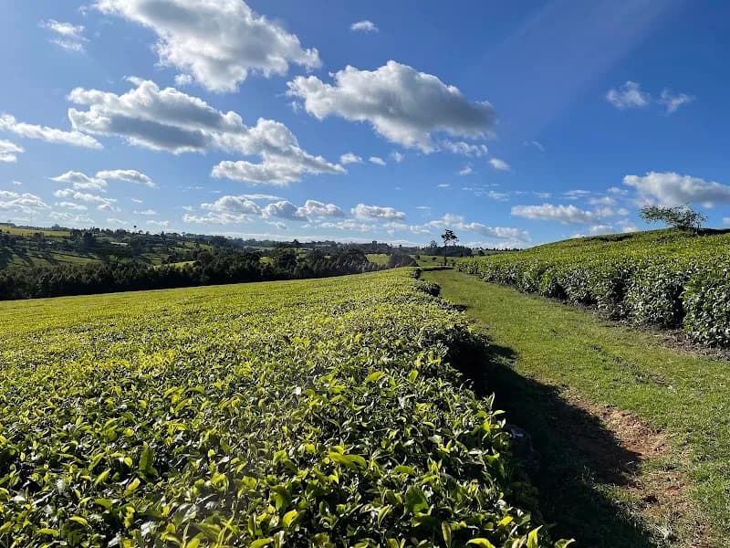 View of KARIRANA ESTATES(Eden Tea) in Limuru, Nairobi