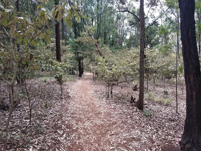 Karura Forest nature preserve in Muthaiga, Nairobi