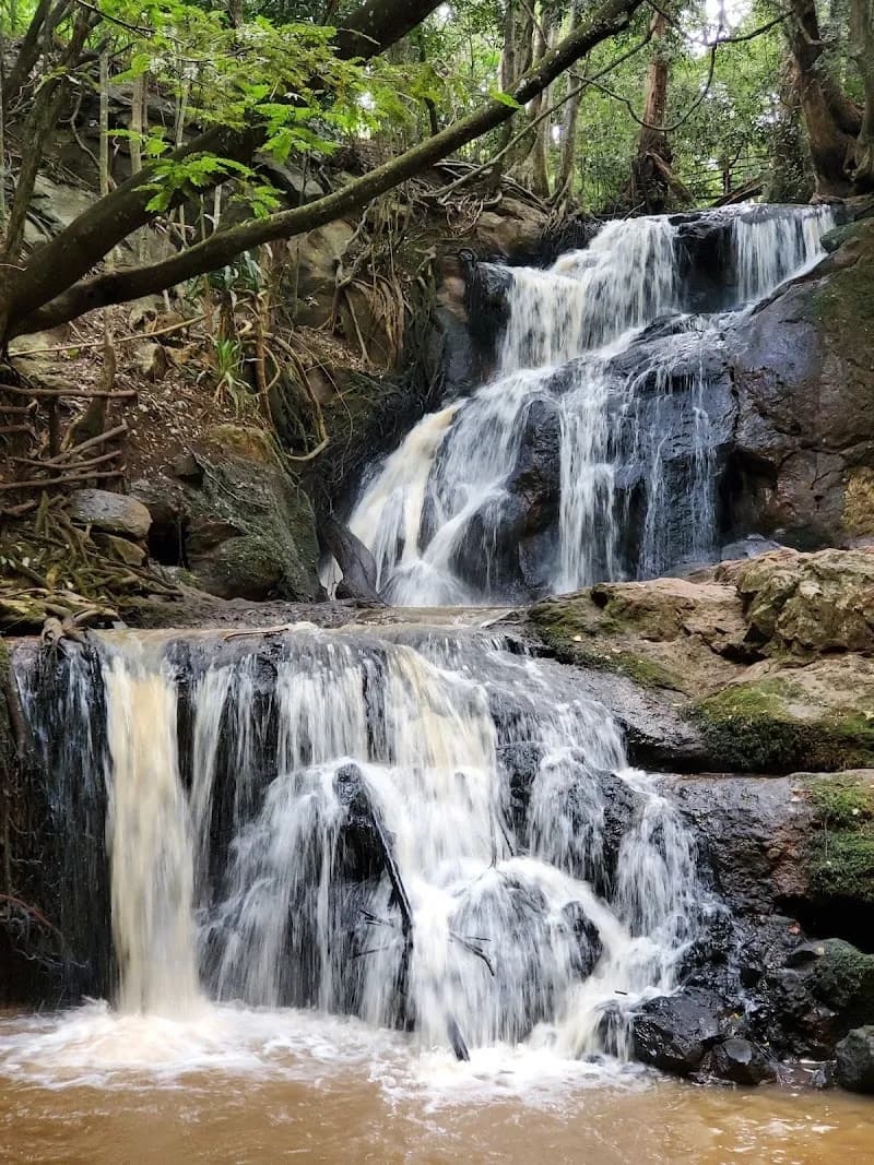 View of Karura Forest in Muthaiga, Nairobi