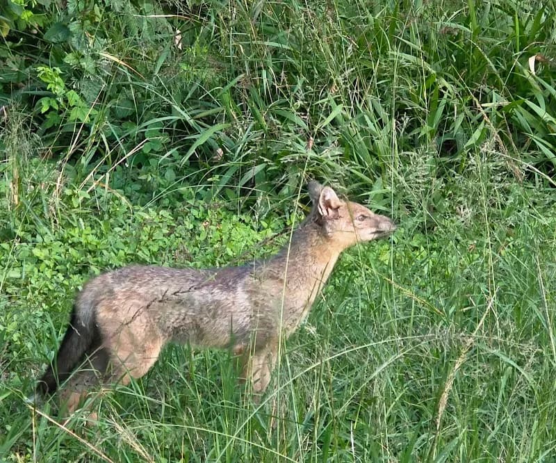 View of Karura Forest- Sigiria in Kilimani, Nairobi