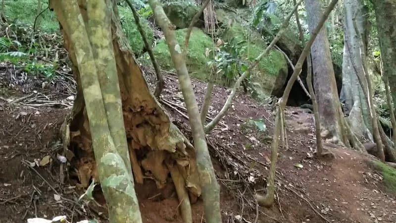 View of Karura Forest- Sigiria in Kilimani, Nairobi