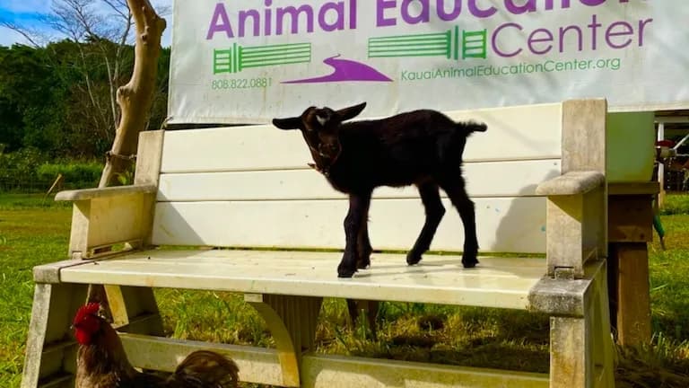 Kauai Animal Education Farm (KAEF) tourist attraction in Kauai, HI