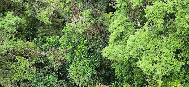 View of Kauri Glen Reserve in Waitakere, AKL