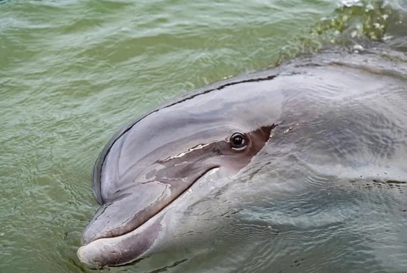 View of Kayak Hilton Head in Hilton Head, SC