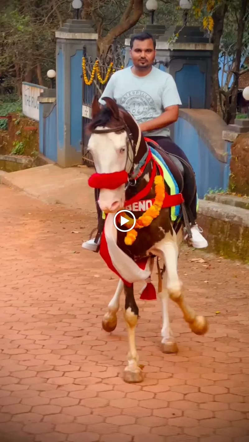 Khalapur Riding School sports in Khalapur, MH