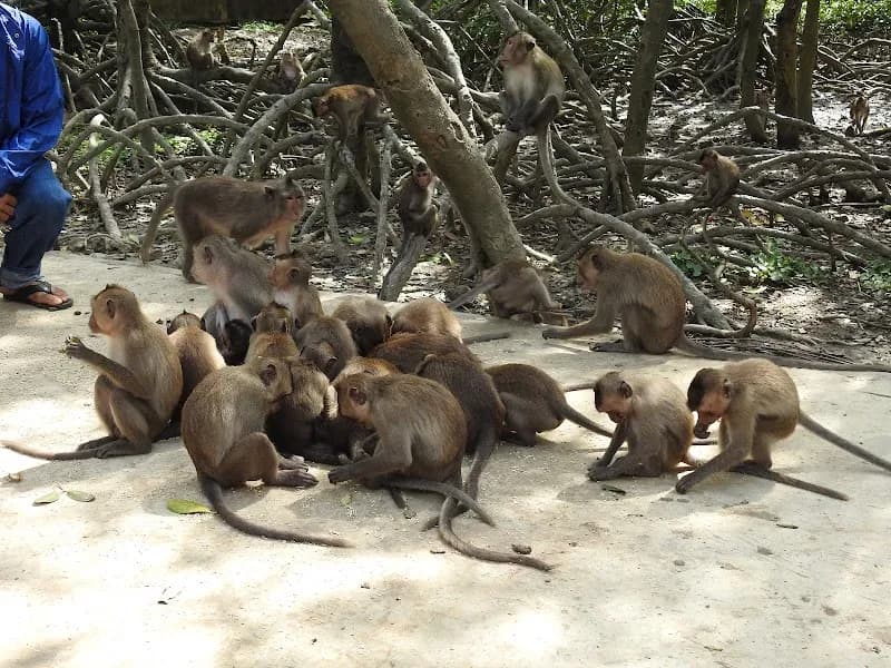 Khu căn cứ Vàm Sát Đảo Khỉ tourist attraction in Can Gio, HCMC